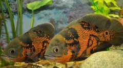 Astronotinae (astronotina)