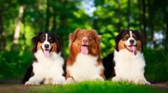 Câine de păstor australian (foto): frumusețe, minte și devotament