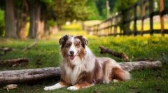 Australian shepherda