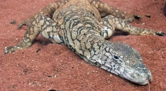 Gigantul australian varan