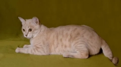 Ceață australiană: pisica cețată