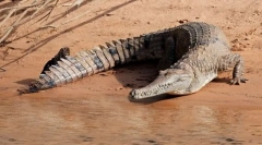 Crocodile de apă dulce australiene