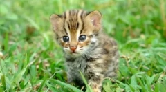 Asian leopard cat: muzică tropical hunter