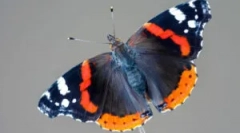 Amiralul fluture: descriere și stil de viață