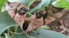 Butterfly brahnik: descriere și tipuri