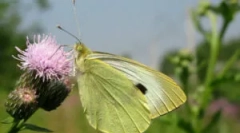 Fluture - varza si caterpilar pe varza