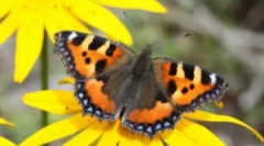 Utilitate de fluture: descriere și stil de viață