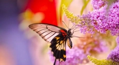 Fluturii și stilul lor de viață