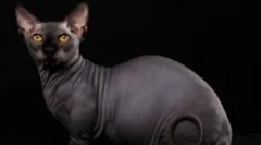 Bambino - un miracol pe picioare scurte