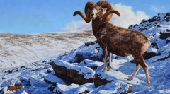 Baran mountain altai