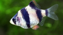 Barbusa, sau usachi (puntius)