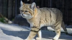 Cat ramificat: caracteristici de rasa