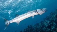 Barracuda