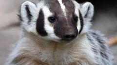 American badger