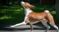 Basenji (foto): vânător liniștit, prieten vesel și energic