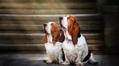 Basset hound (foto): un vânător norocos și un umorist real