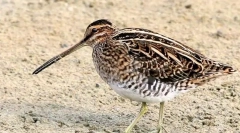 Bekas (foto): atent miel de pădure