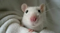 Home white home rat și condiții