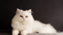 Pisica albă (foto): caracteristici de caracter, îngrijire de frumusețe de zăpadă-albă
