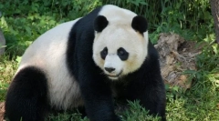 White panda