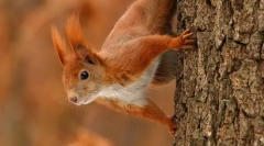 Proteină obișnuită