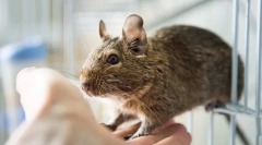 Dragi proteine la domiciliu