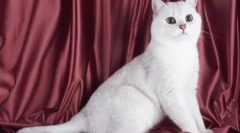 Pisicile britanice albe