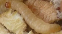 Viermi albi în bucătărie acasă