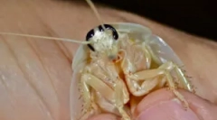 Gandaci albi și transparenți