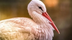 Stork alb