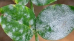 Raidul alb asupra plantelor de planificare și modalitățile de a face față ei