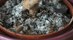 Albul înfloresc pe pământ în ghivece de flori și ce să facă cu ea