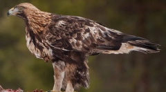 Berkut - heavenul vladyka