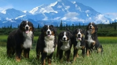 Bernese zennenhund (foto): un câine care zâmbește