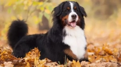 Bernese zennenhund