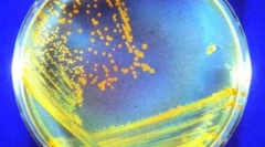 Animalele nemuritoare care vor supraviețui pe toți