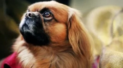 Mad evaluare: cele mai stupide rase de câini