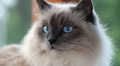 Bummese cat (foto): temple budiste budiste