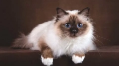 Bummese cat (sacru birmania)