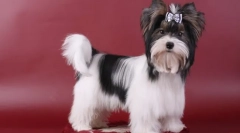 Beaver york (foto): revivat jucărie de pluș pe mâinile tale