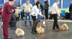 Proiect de afaceri: pepinieră pomeraniană spitții