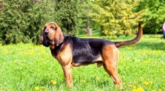 Blohehund (foto): prieten loial și devotat cu maniere nobilă