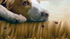 Purici pe podea și prelucrarea acestuia de la paraziți