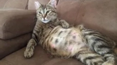 Placi într-o pisică însărcinată, alăptează și pisici nou-născuți