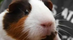 Purul la cobai: diagnostic și tratament