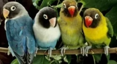 Puricii de la papagali și cum să le aducă