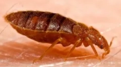 Flee în canapea și pat: ce să aducă?