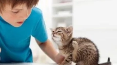 Animale de purici pe om