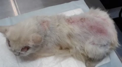 Dermatită de purici la pisici: simptome și tratament