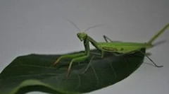 Mantis: descrierea, vizualizările și stilul de viață